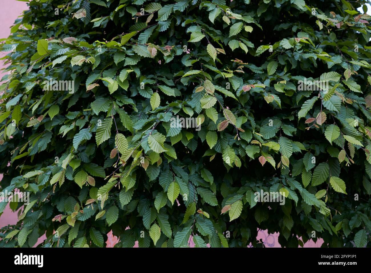 Carpinus Betulus Low Branch - View 18 from www redcrocus com