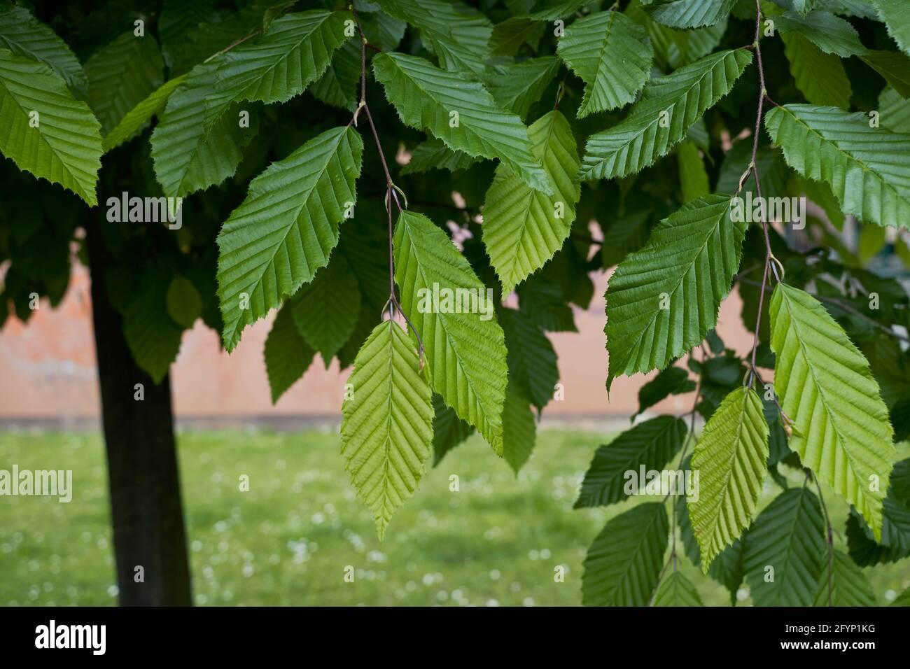 Carpinus Betulus Low Branch - View 1 from www redcrocus com