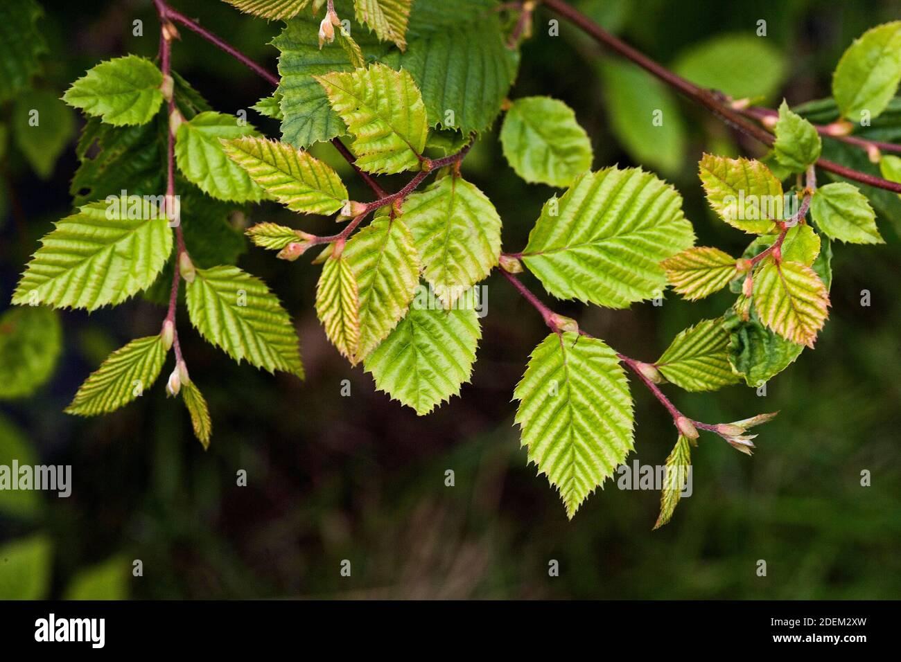 Carpinus Betulus Low Branch - View 3 from www redcrocus com