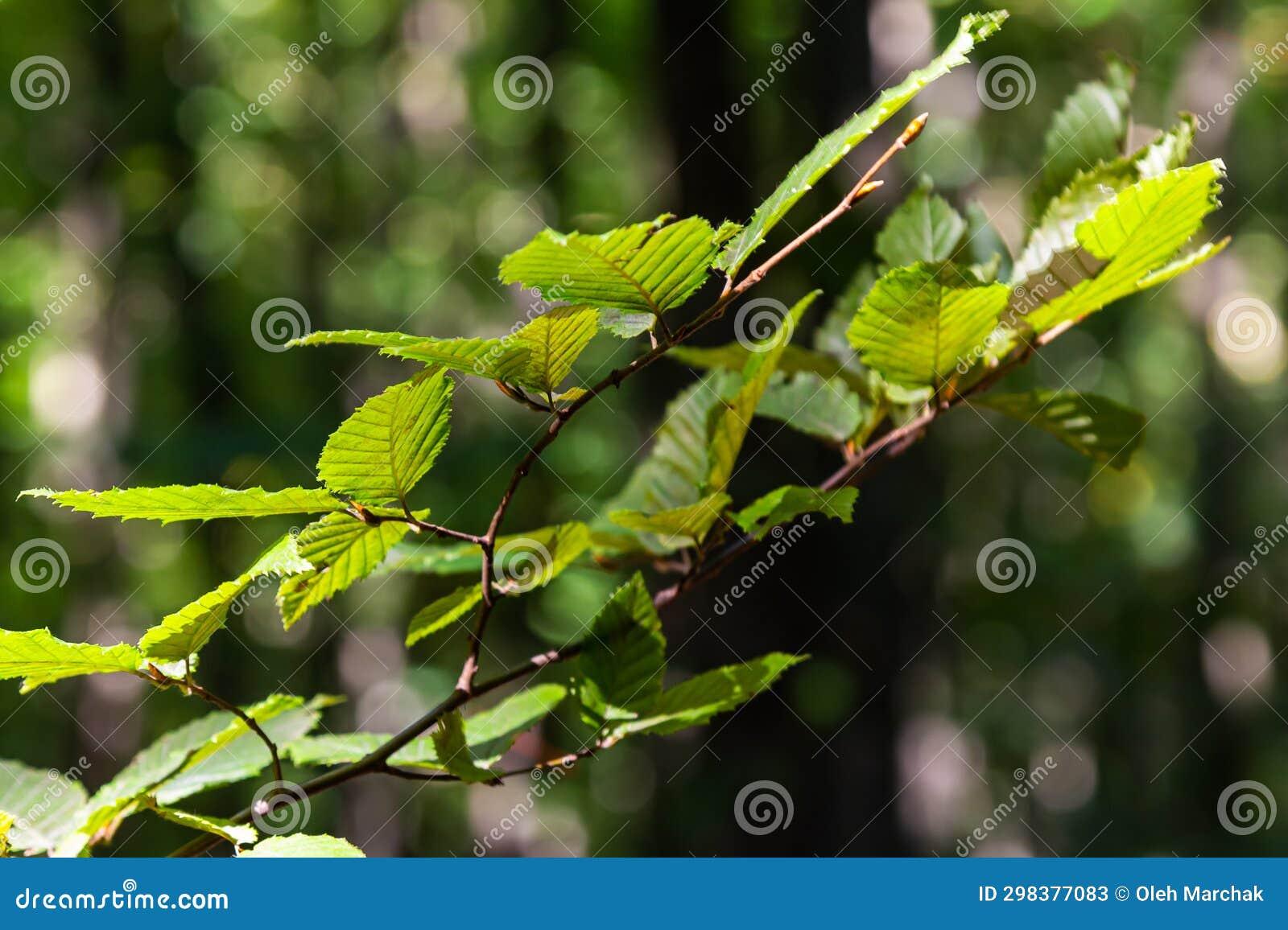 Carpinus Betulus Low Branch - View 4 from www redcrocus com