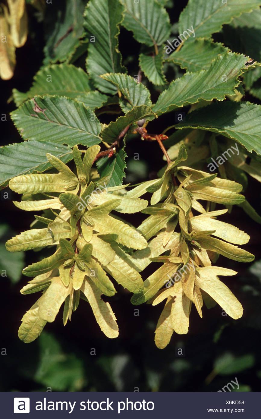 Carpinus Betulus Low Branch - View 5 from www redcrocus com