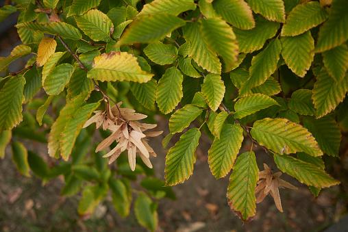 Carpinus Betulus Low Branch - View 6 from www redcrocus com