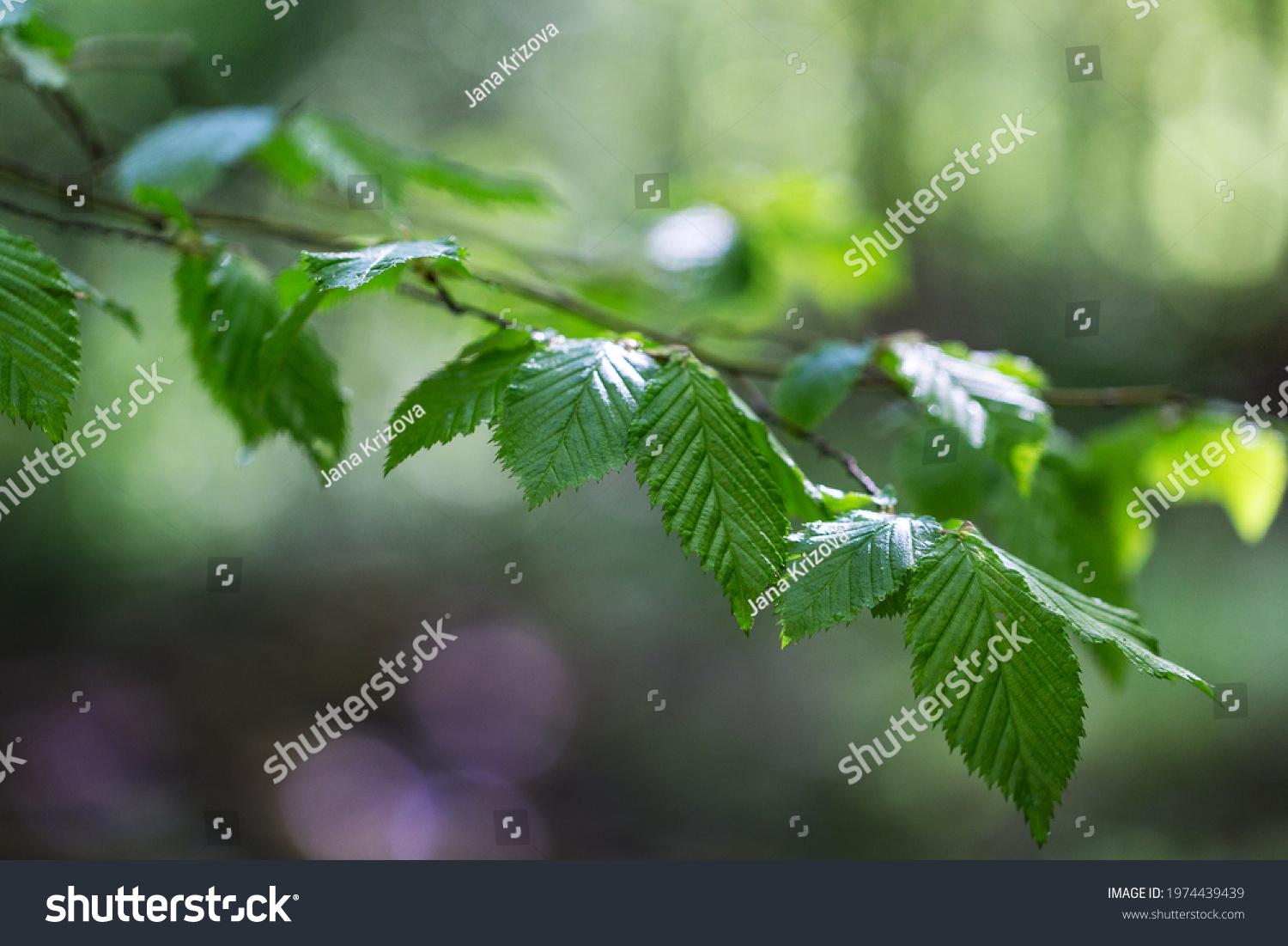 Carpinus Betulus Low Branch - View 7 from www redcrocus com