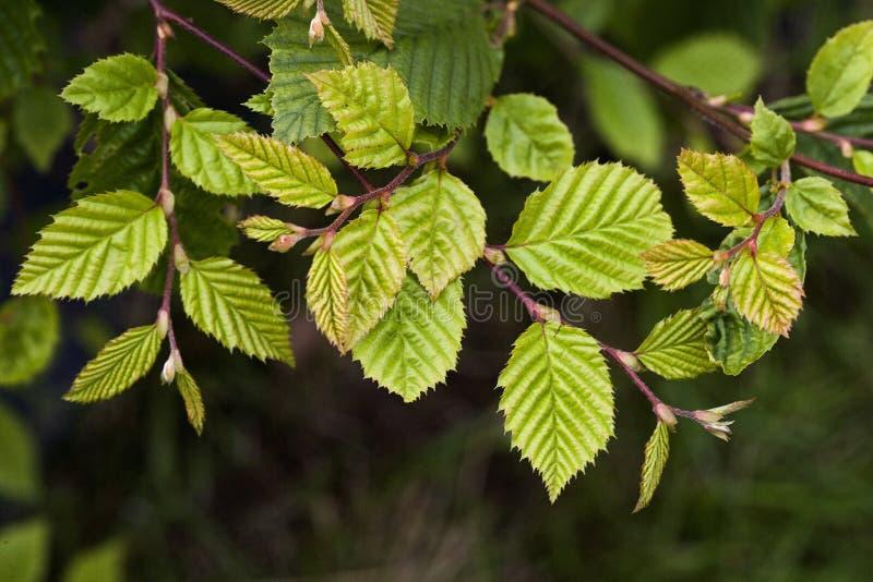 Carpinus Betulus Low Branch - View 8 from www redcrocus com