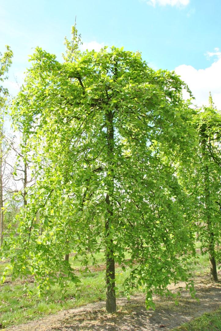 Carpinus Betulus Low Branch - View 9 from www redcrocus com