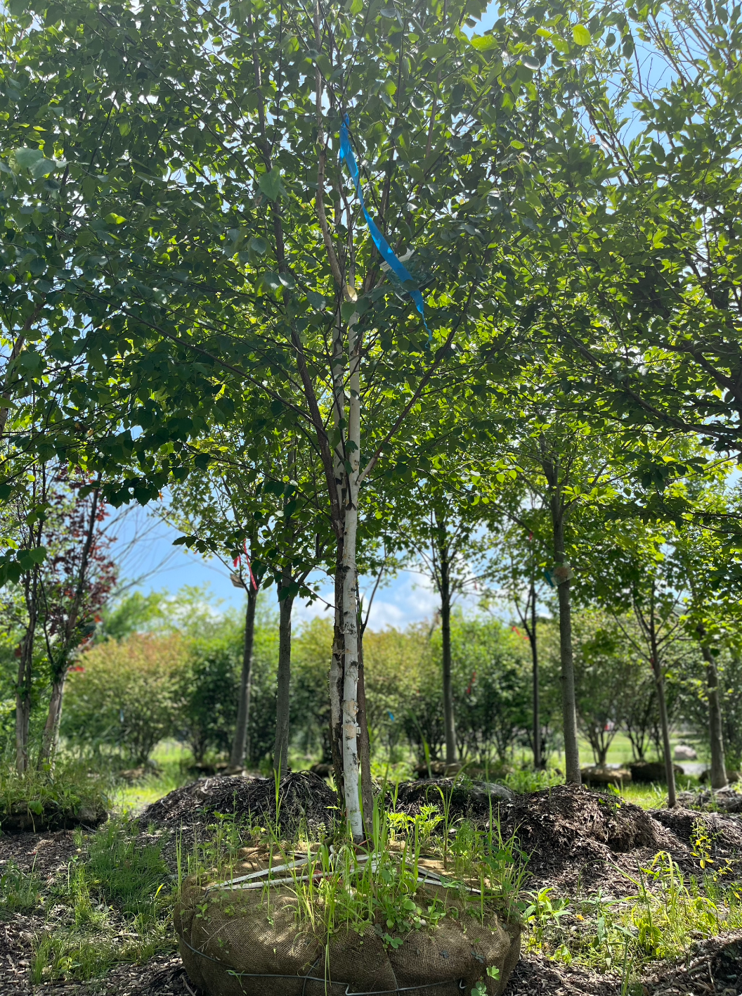 Betula Papyrifera Single Stem - View 10 from www redcrocus com