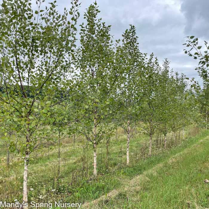 Betula Papyrifera Single Stem - View 11 from www redcrocus com