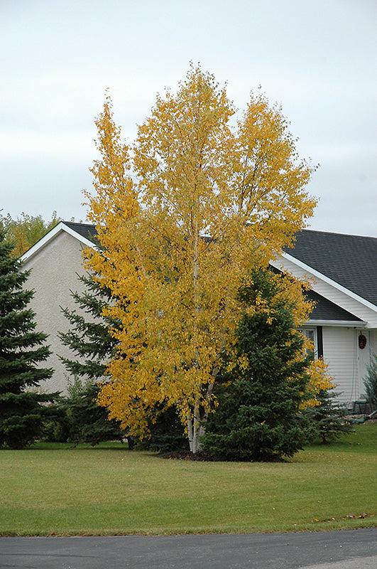 Betula Papyrifera Single Stem - View 12 from www redcrocus com