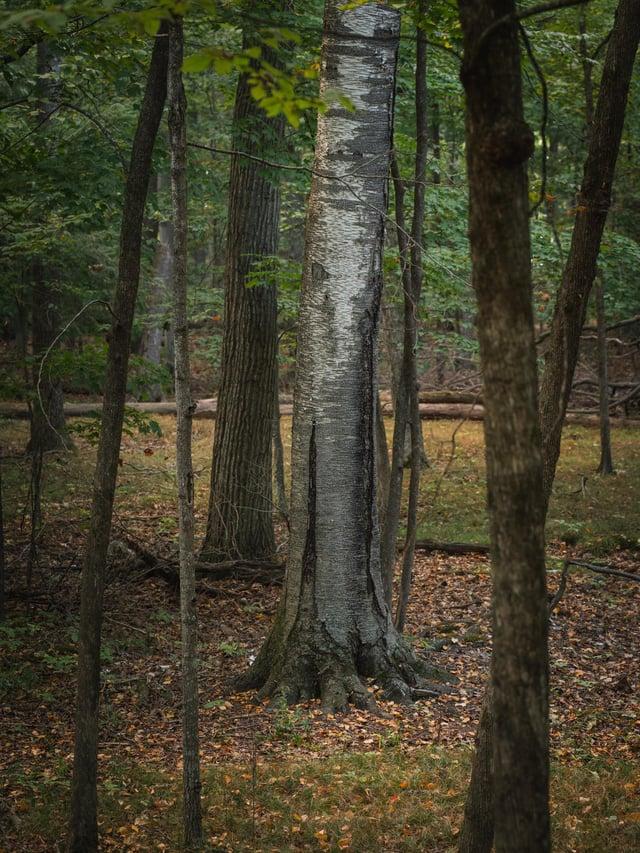 Betula Papyrifera Single Stem - View 13 from www redcrocus com