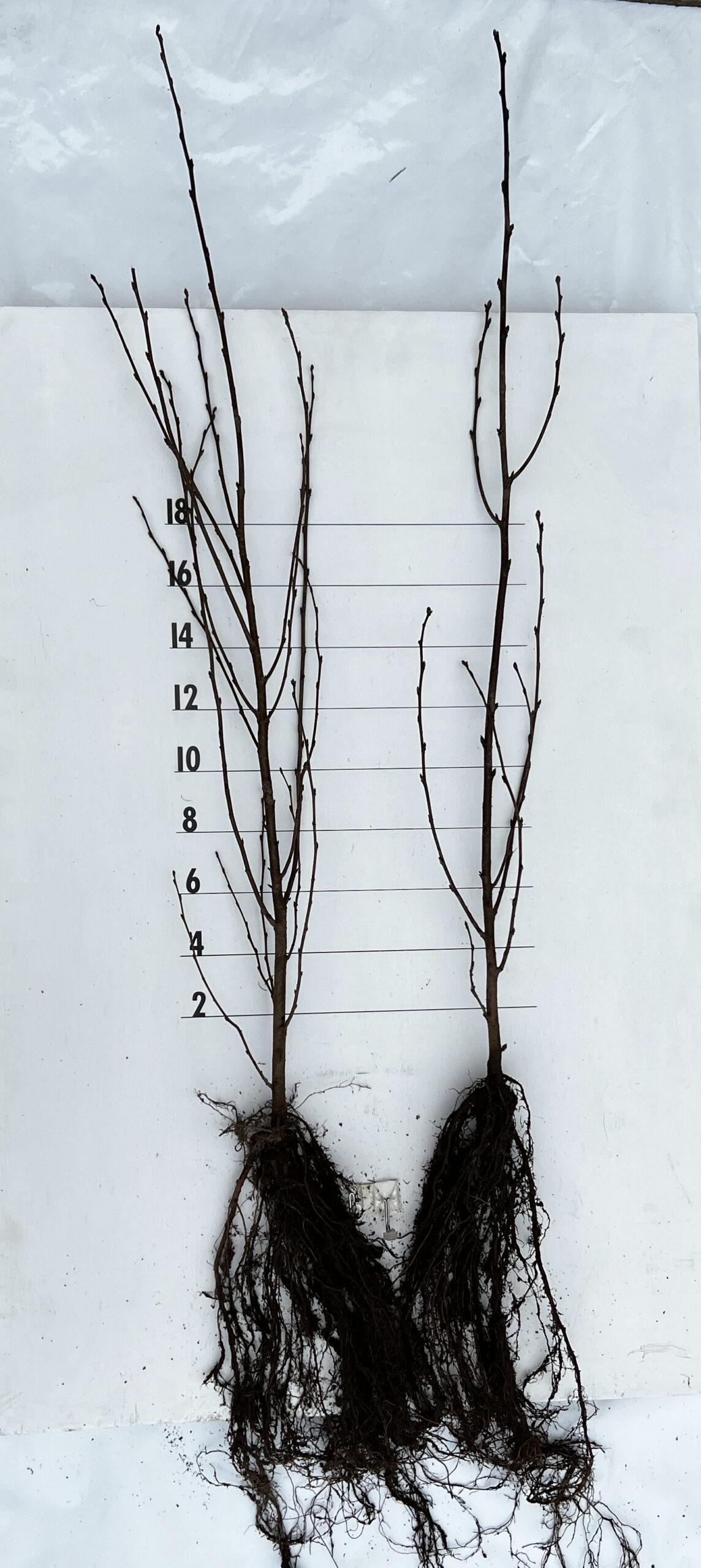 Betula Papyrifera Single Stem - View 15 from www redcrocus com