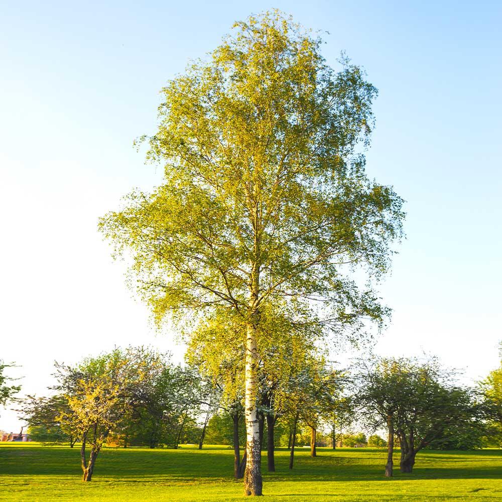 Betula Papyrifera Single Stem - View 1 from www redcrocus com
