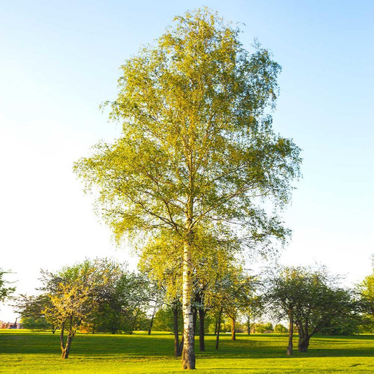 Betula Papyrifera Single Stem - View 1 from www redcrocus com