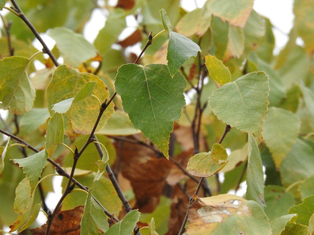 Betula Papyrifera Single Stem - View 21 from www redcrocus com