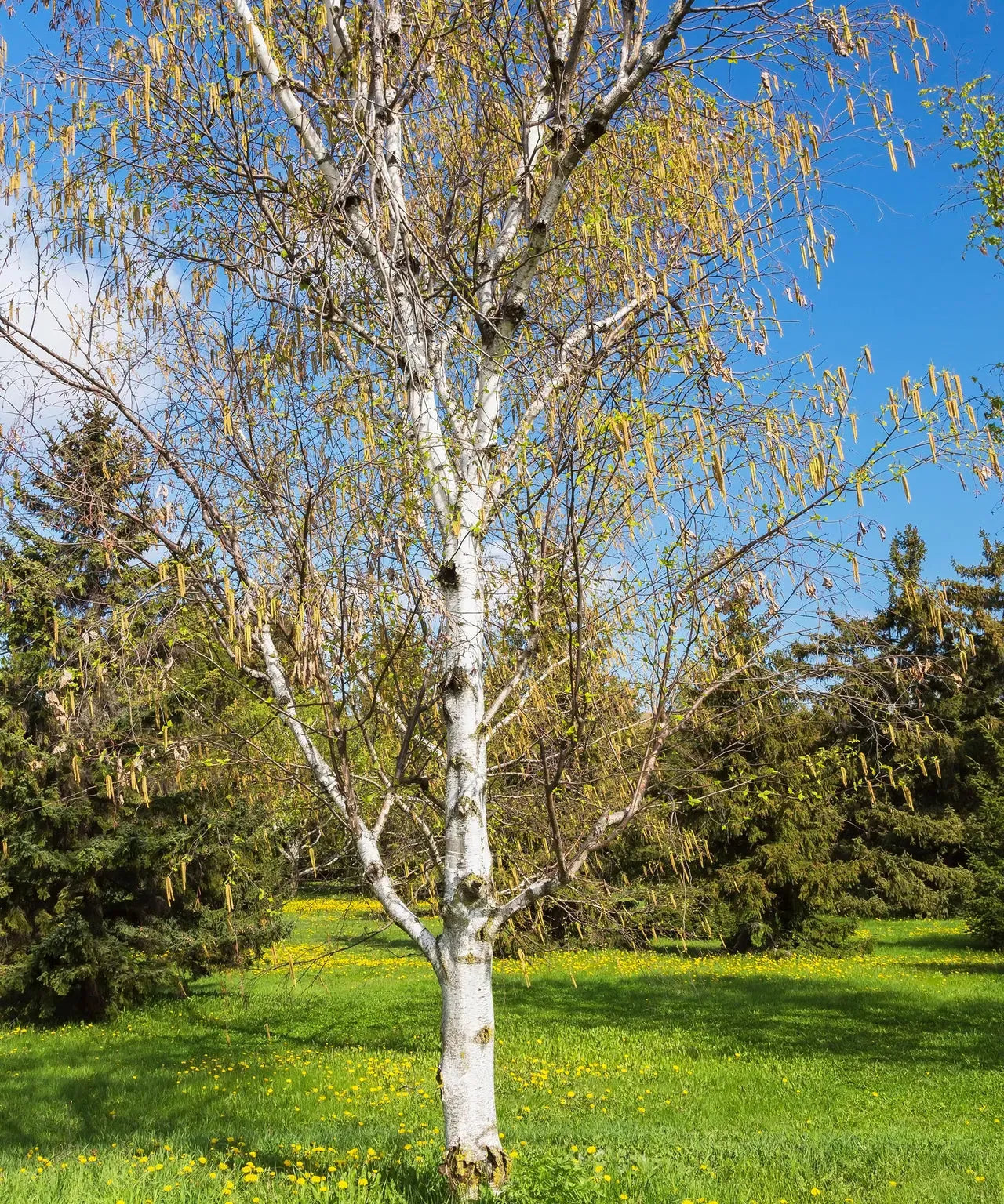 Betula Papyrifera Single Stem - View 25 from www redcrocus com