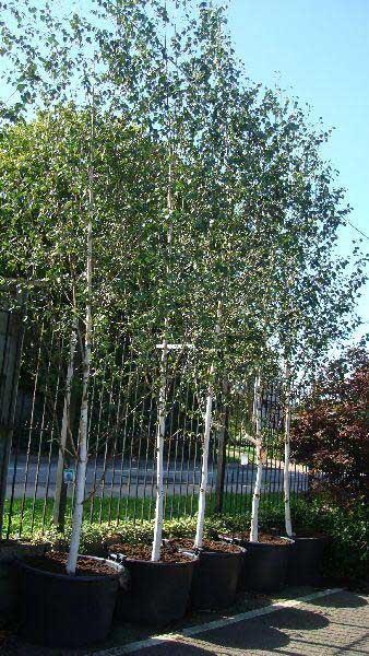 Betula Papyrifera Single Stem - View 27 from www redcrocus com