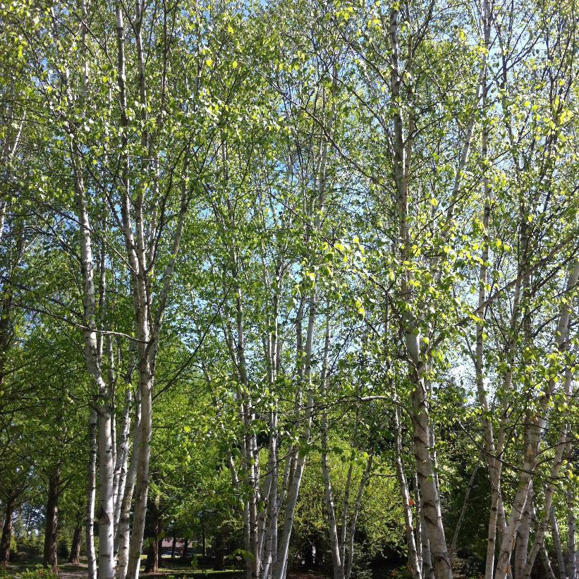 Betula Papyrifera Single Stem - View 31 from www redcrocus com