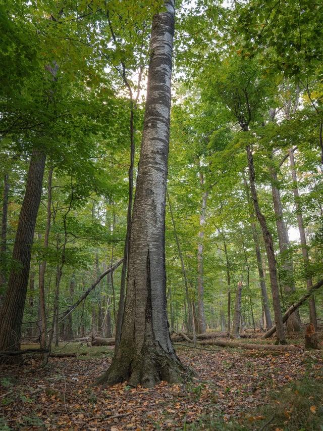 Betula Papyrifera Single Stem - View 33 from www redcrocus com