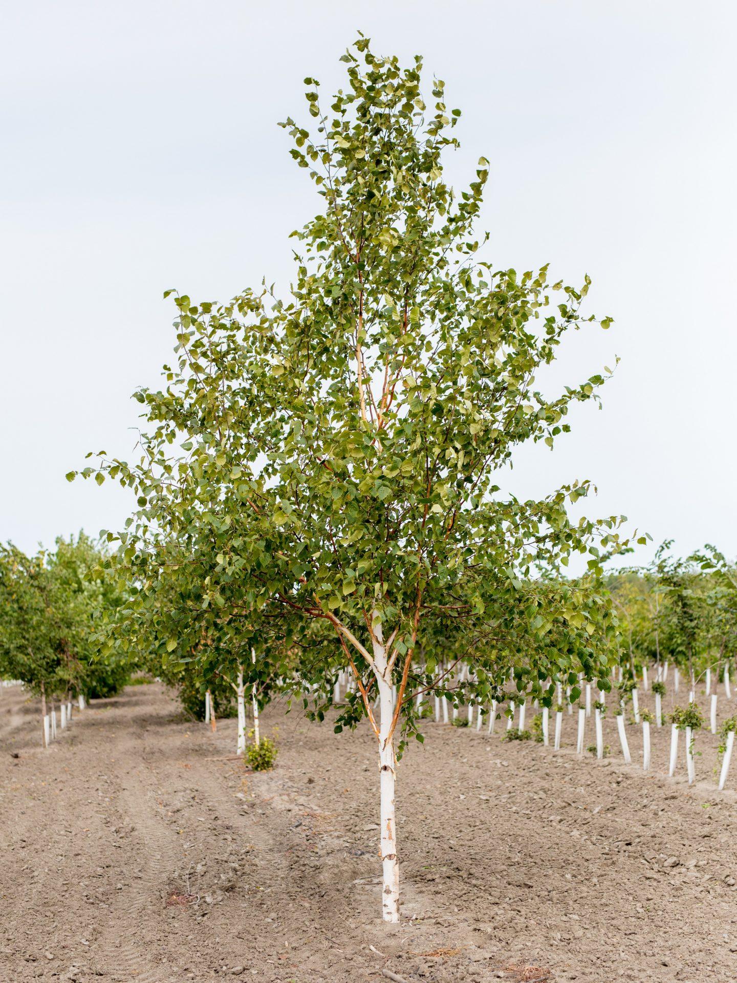 Betula Papyrifera Single Stem - View 4 from www redcrocus com