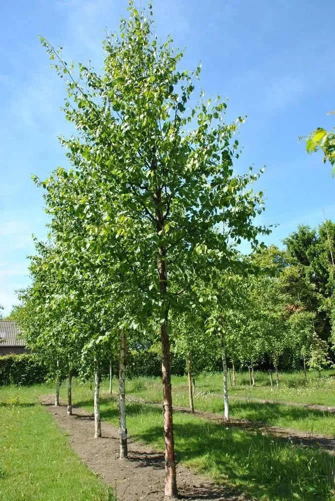 Betula Papyrifera Single Stem - View 6 from www redcrocus com