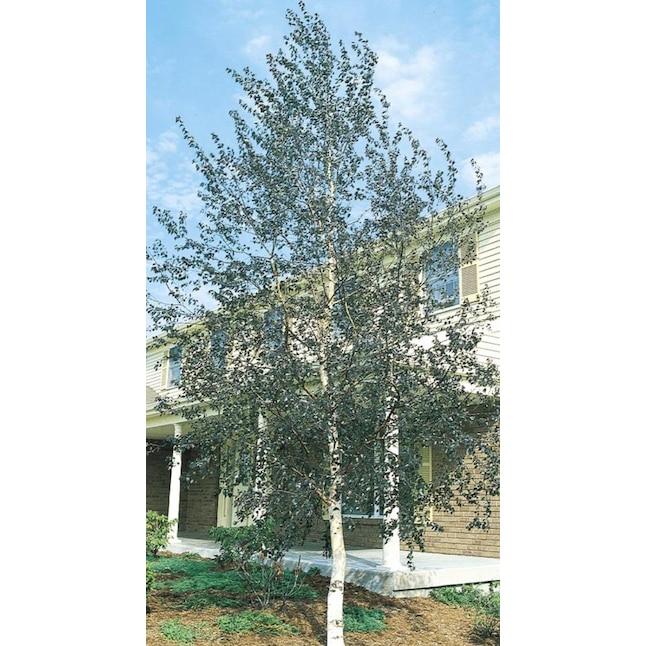 Betula Papyrifera Single Stem - View 8 from www redcrocus com