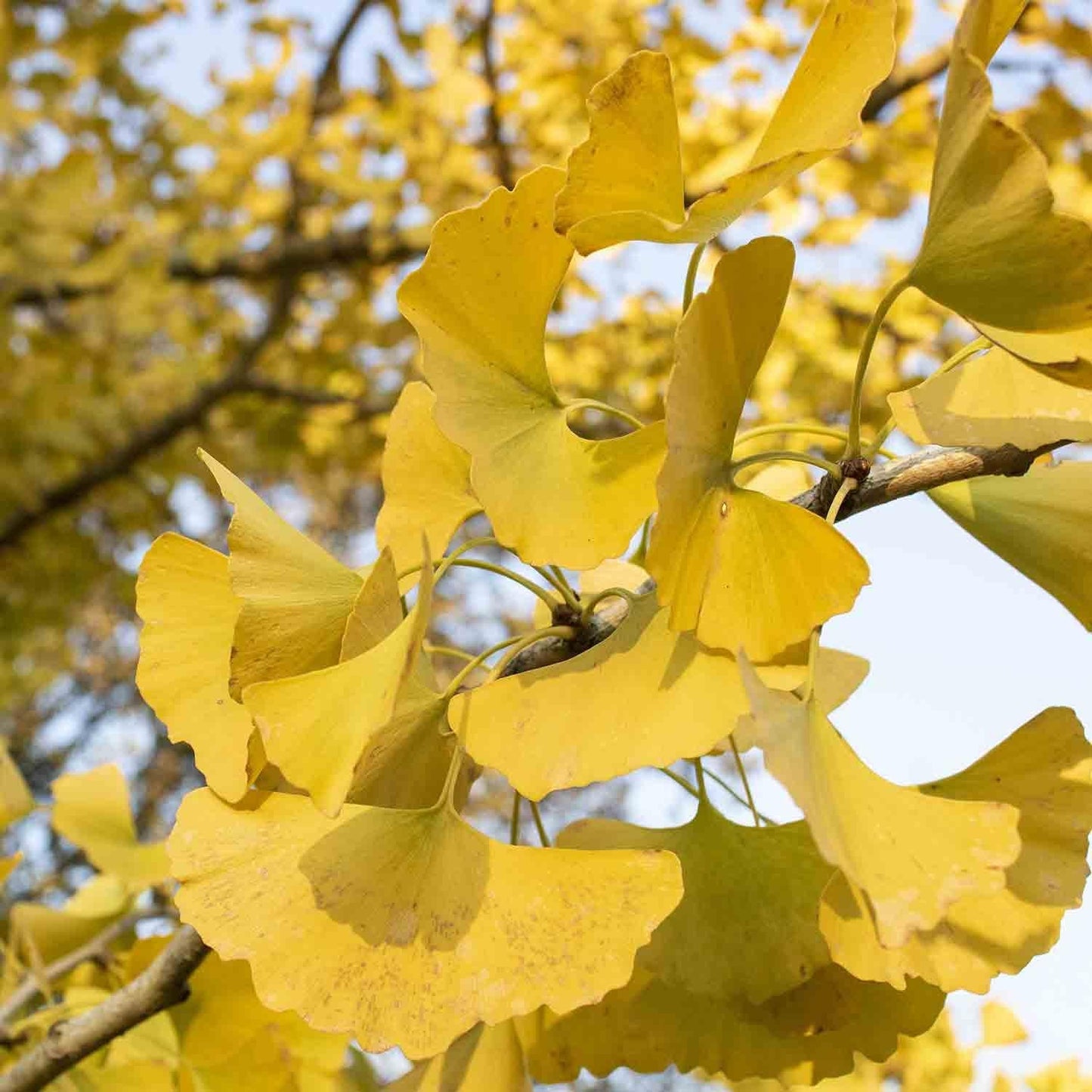 Ginkgo Biloba Autumn Gold Single Stem - View 10 from www redcrocus com