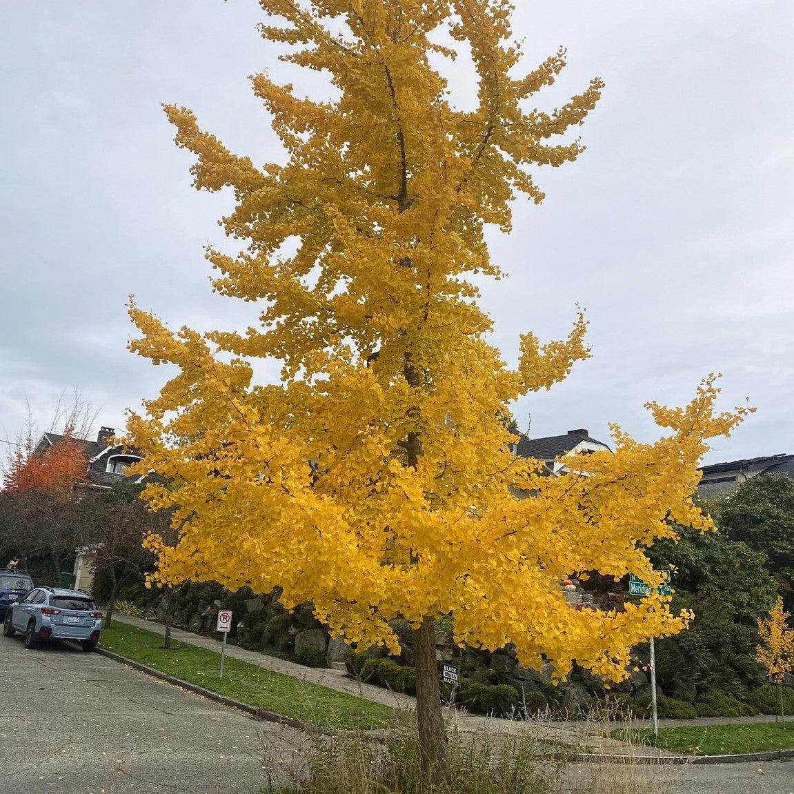 Ginkgo Biloba Autumn Gold Single Stem - View 14 from www redcrocus com