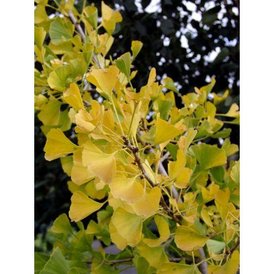 Ginkgo Biloba Autumn Gold Single Stem - View 2 from www redcrocus com