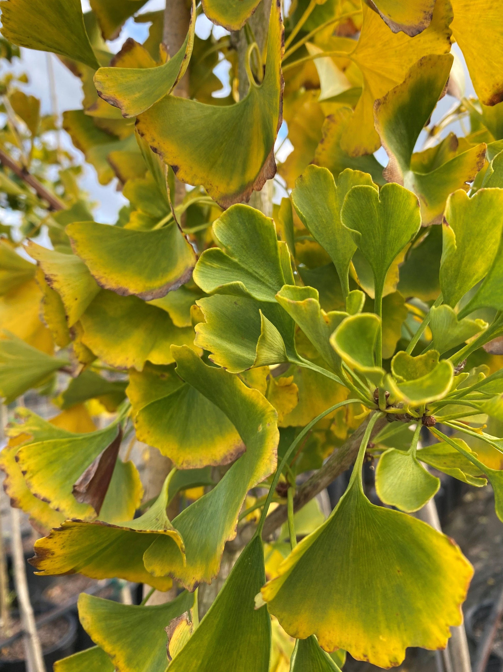 Ginkgo Biloba Autumn Gold Single Stem - View 7 from www redcrocus com