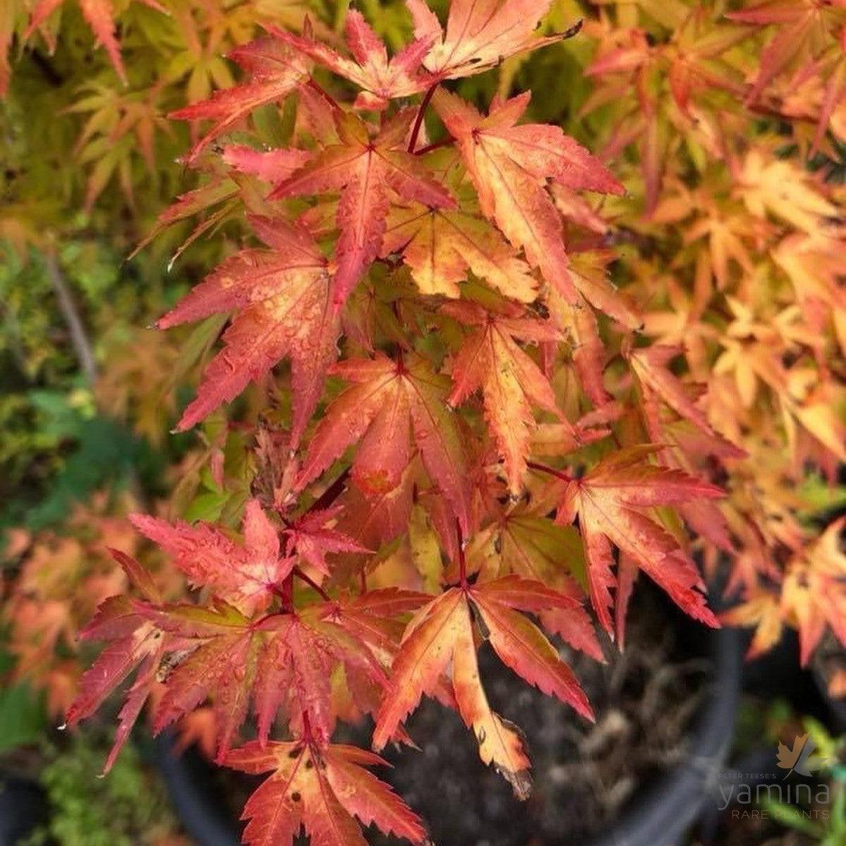 Acer Palmatum Sango Kaku - View 15 from www redcrocus com