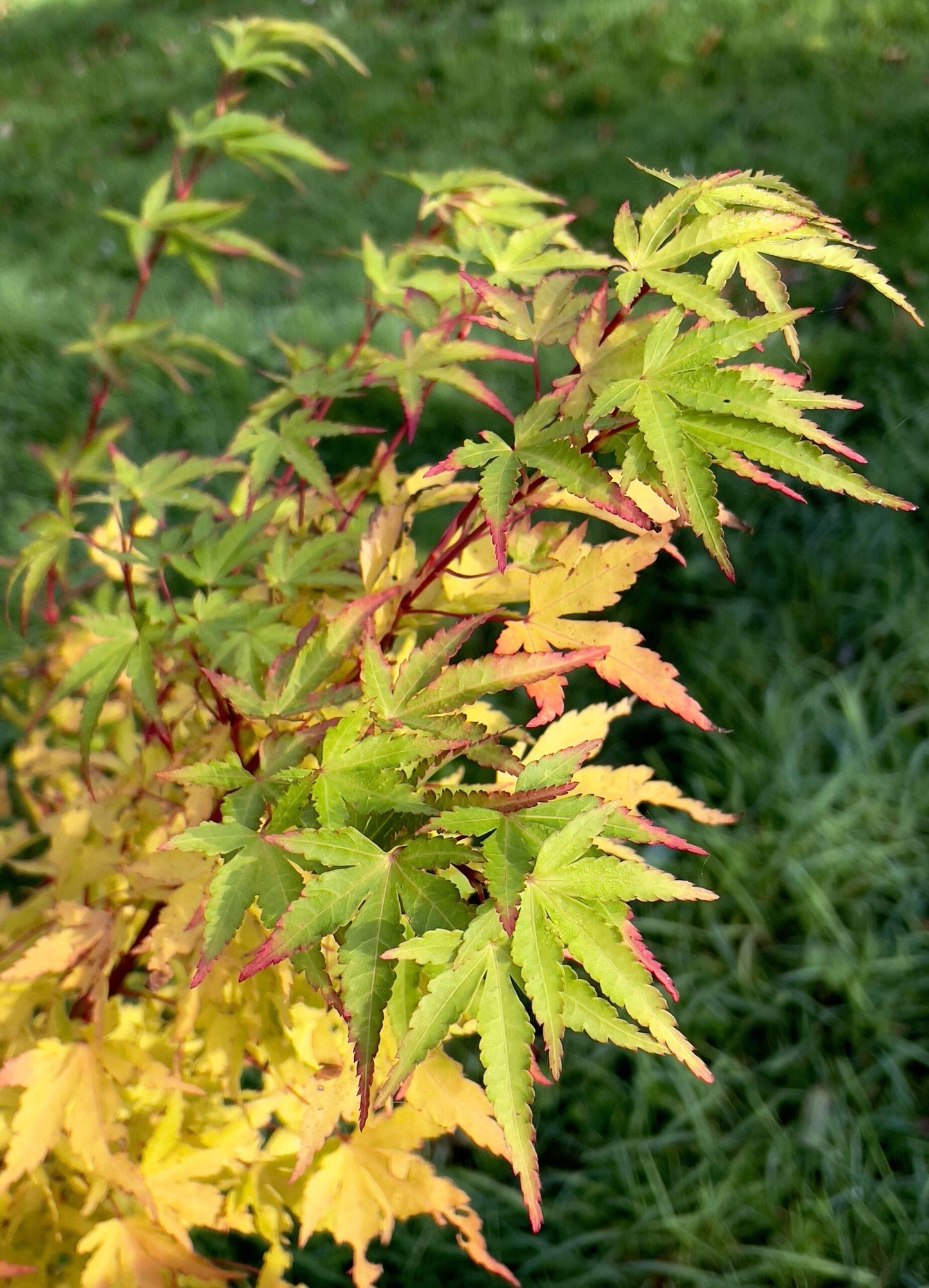 Acer Palmatum Sango Kaku - View 16 from www redcrocus com