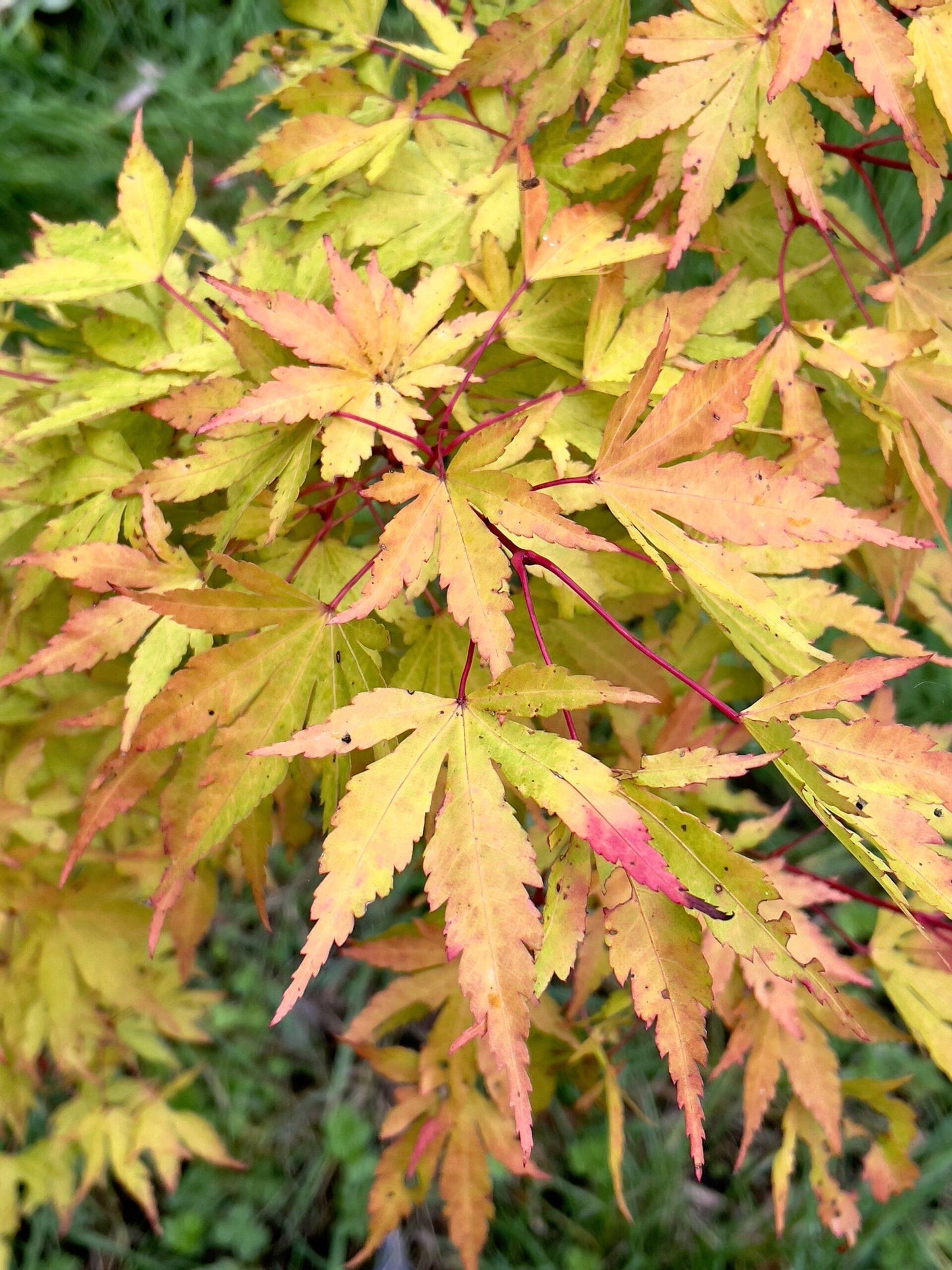 Acer Palmatum Sango Kaku - View 18 from www redcrocus com