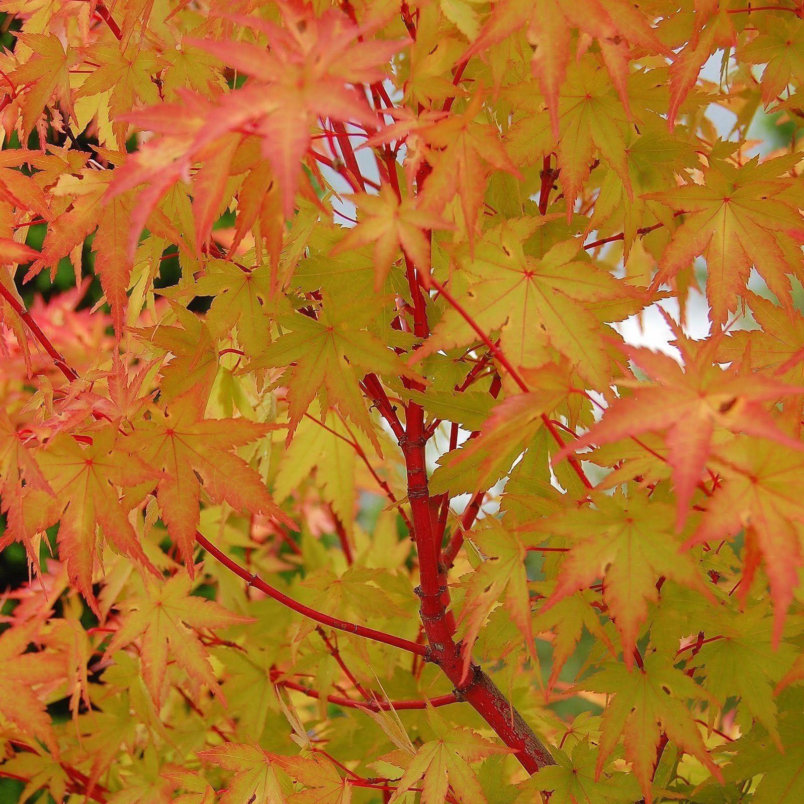 Acer Palmatum Sango Kaku - View 1 from www redcrocus com