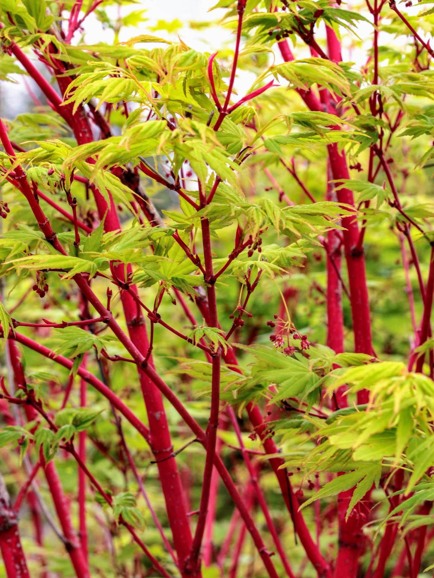 Acer Palmatum Sango Kaku - View 2 from www redcrocus com