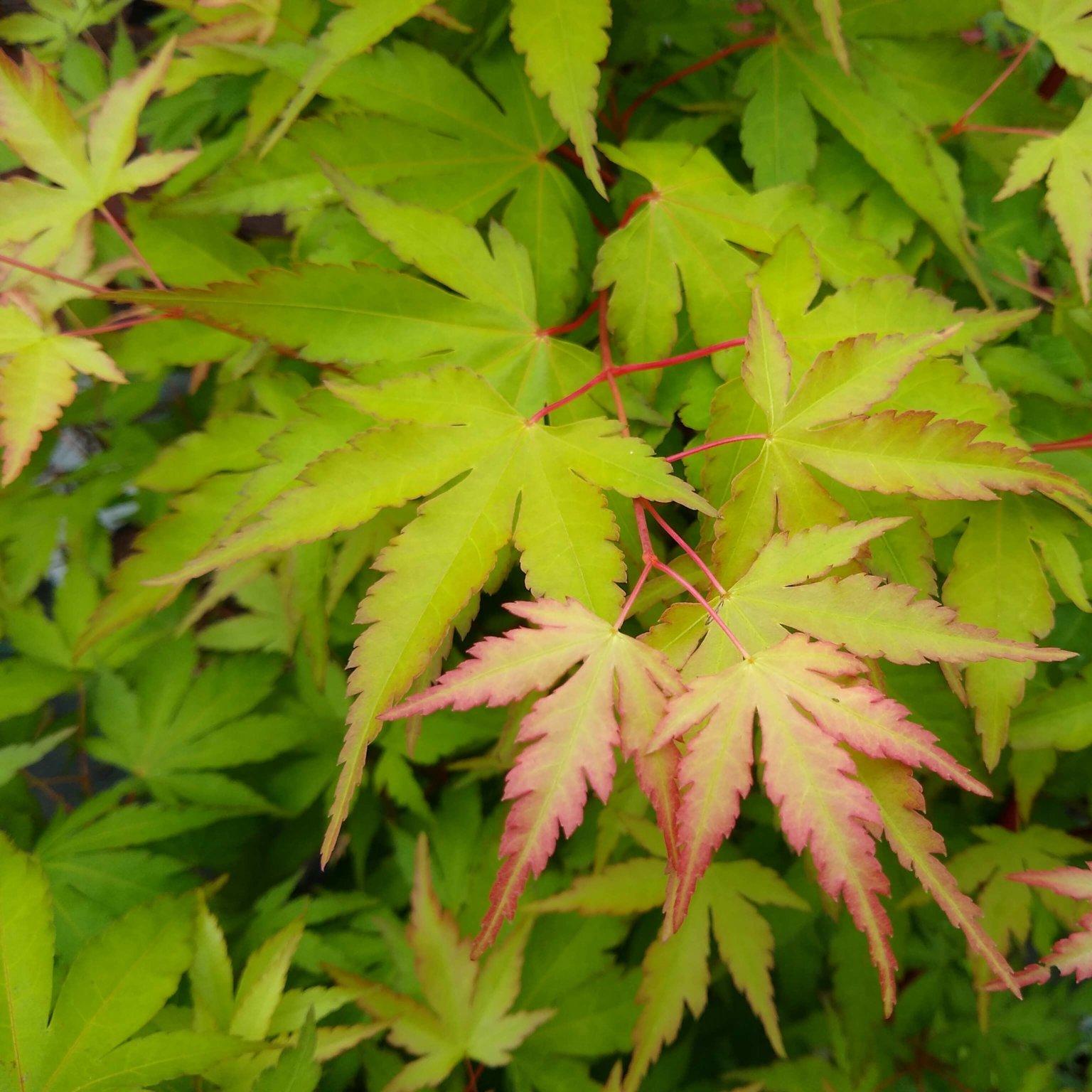 Acer Palmatum Sango Kaku - View 3 from www redcrocus com