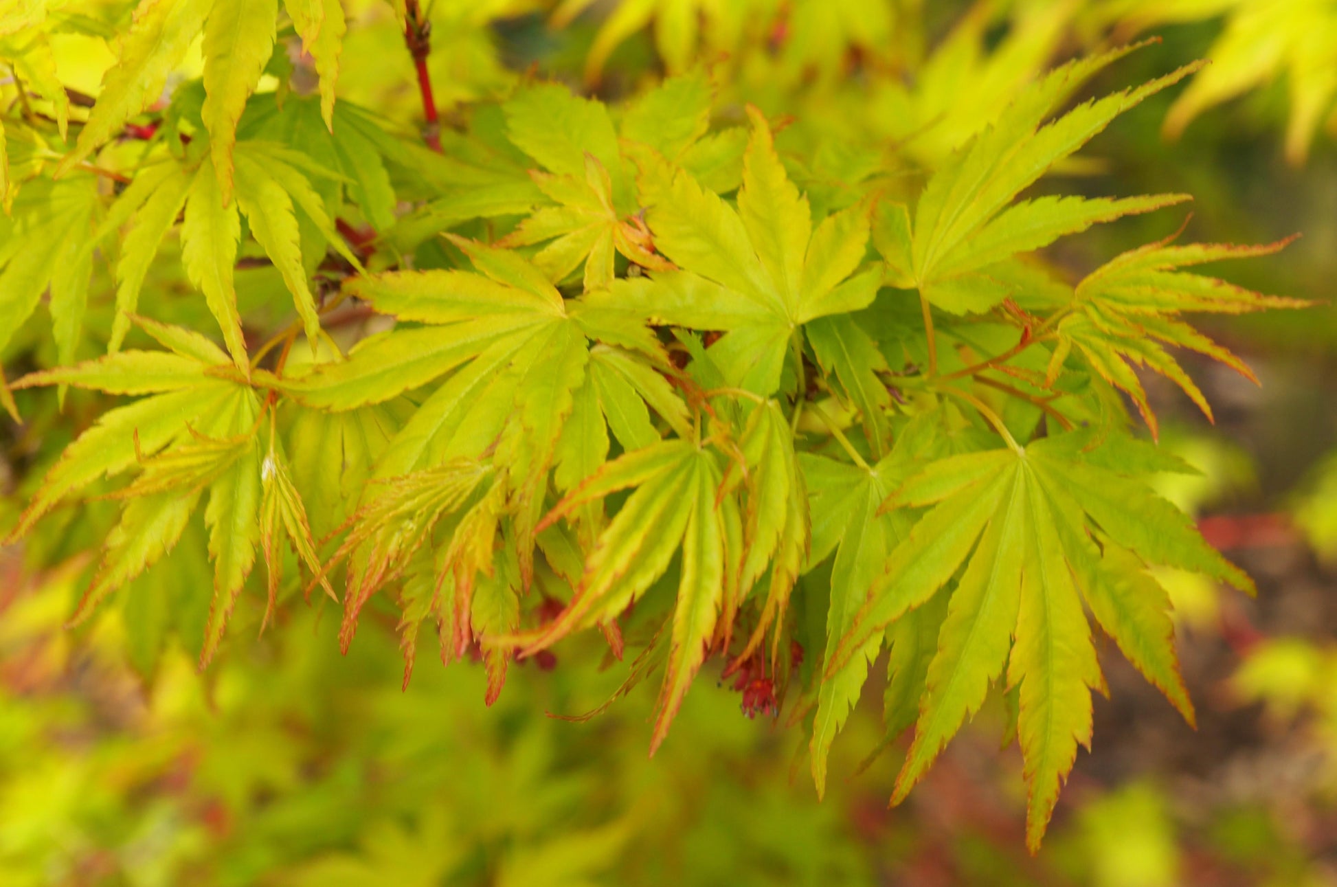 Acer Palmatum Sango Kaku - View 4 from www redcrocus com