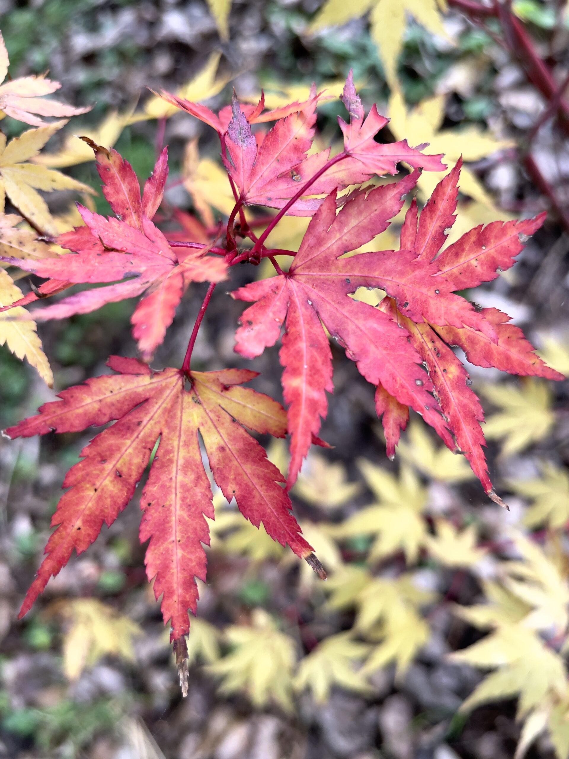 Acer Palmatum Sango Kaku - View 5 from www redcrocus com