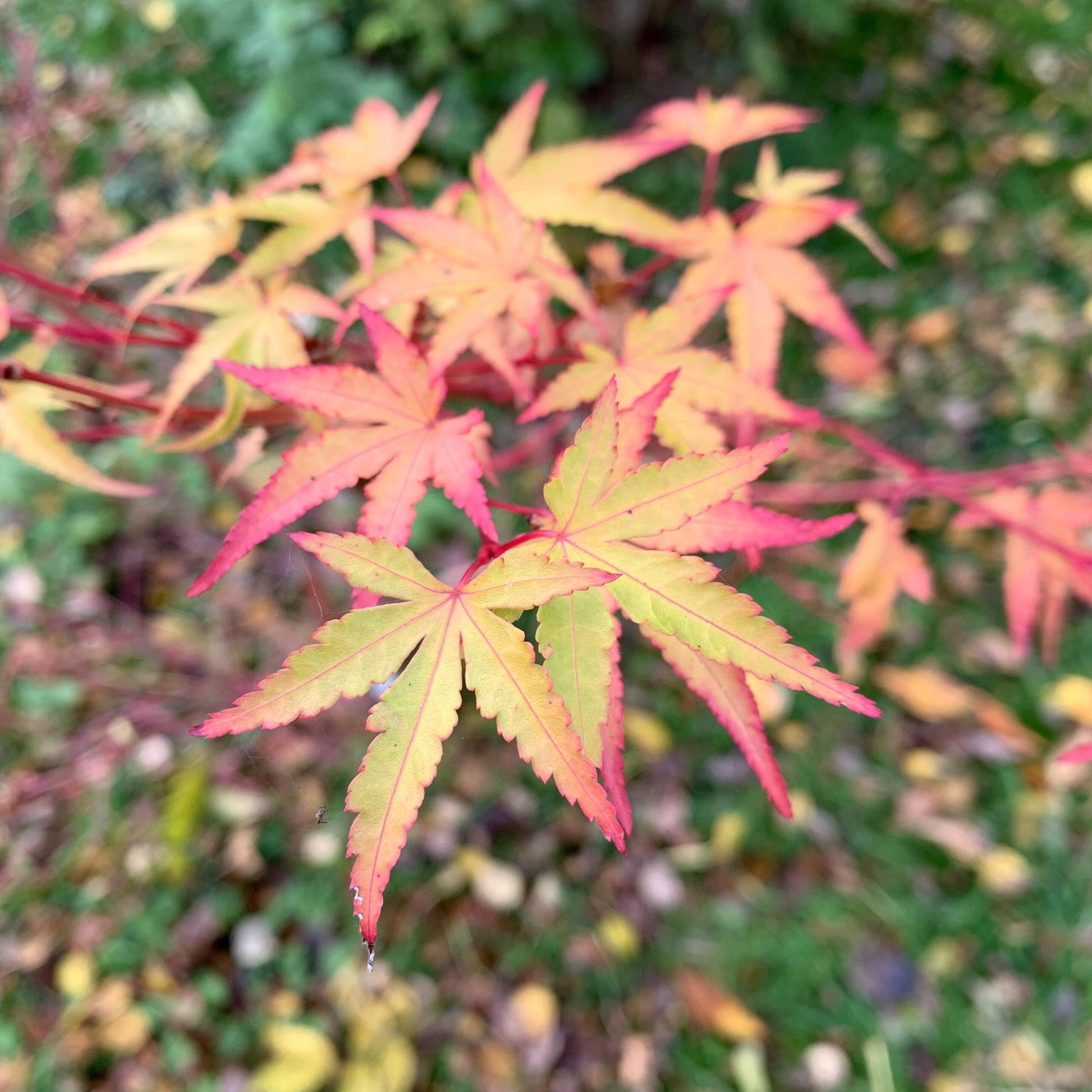 Acer Palmatum Sango Kaku - View 7 from www redcrocus com