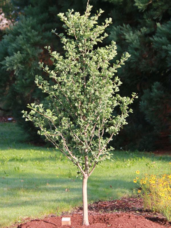 Ginkgo Biloba Gold Spire Single Stem - View 10 from www redcrocus com