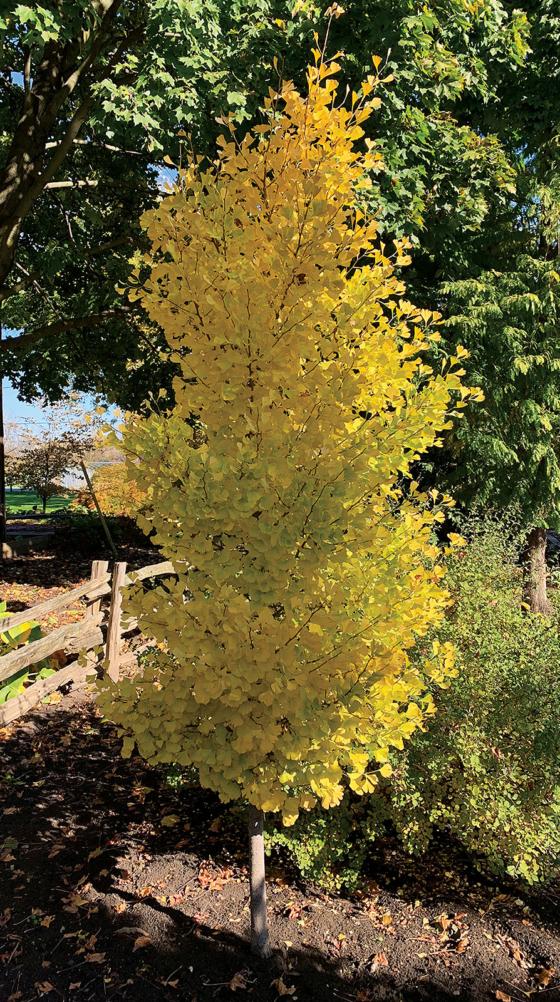 Ginkgo Biloba Gold Spire Single Stem - View 11 from www redcrocus com