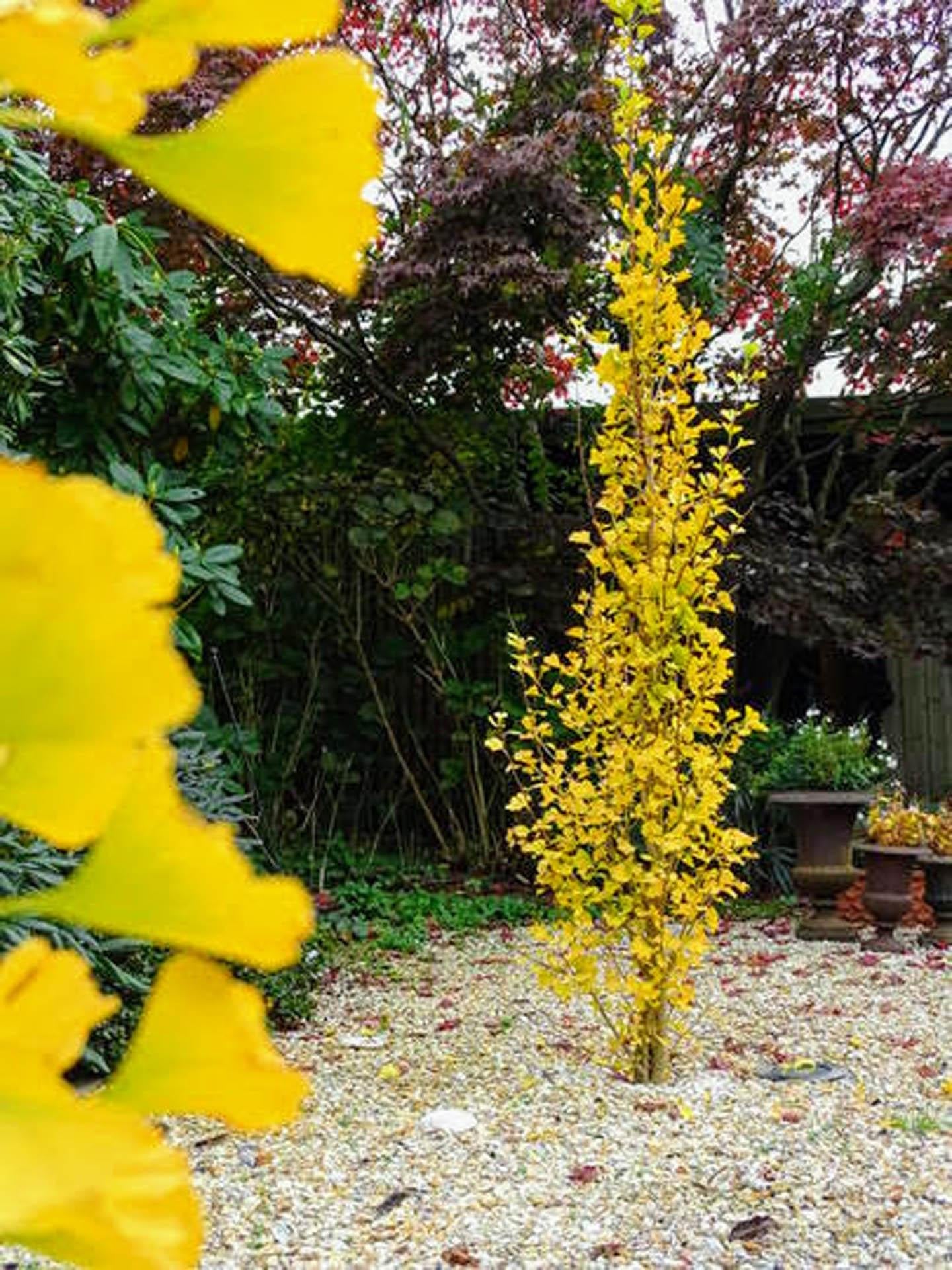 Ginkgo Biloba Gold Spire Single Stem - View 13 from www redcrocus com