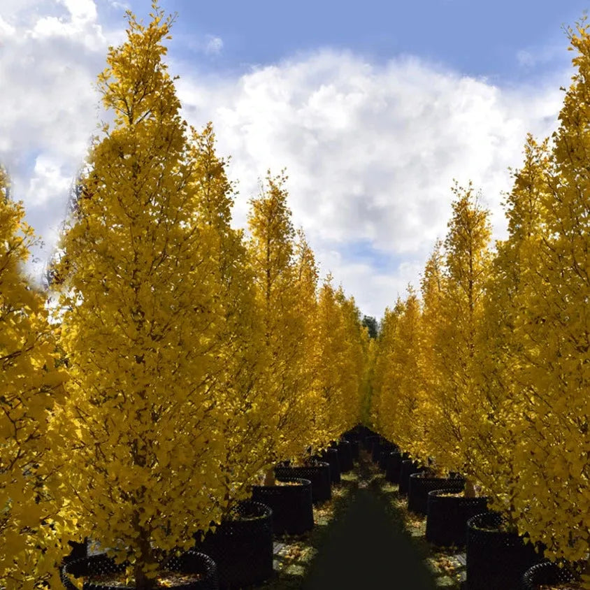 Ginkgo Biloba Gold Spire Single Stem - View 14 from www redcrocus com