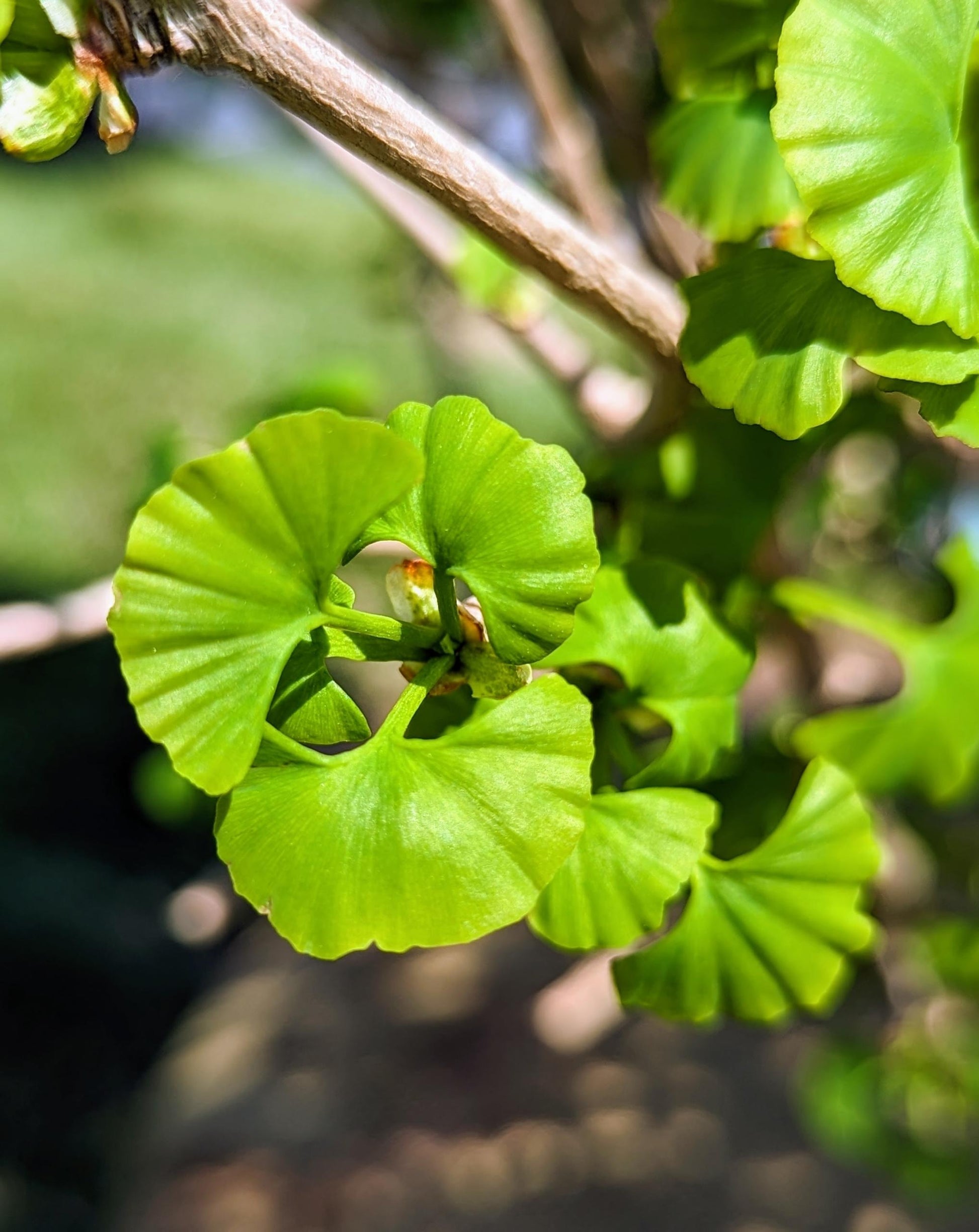 Ginkgo Biloba Gold Spire Single Stem - View 14 from www redcrocus com
