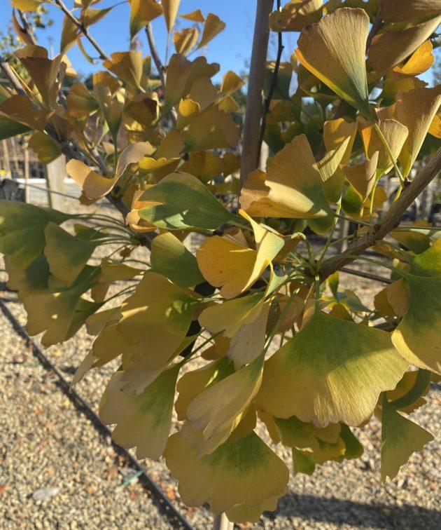 Ginkgo Biloba Gold Spire Single Stem - View 16 from www redcrocus com