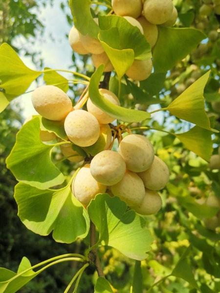 Ginkgo Biloba Gold Spire Single Stem - View 17 from www redcrocus com