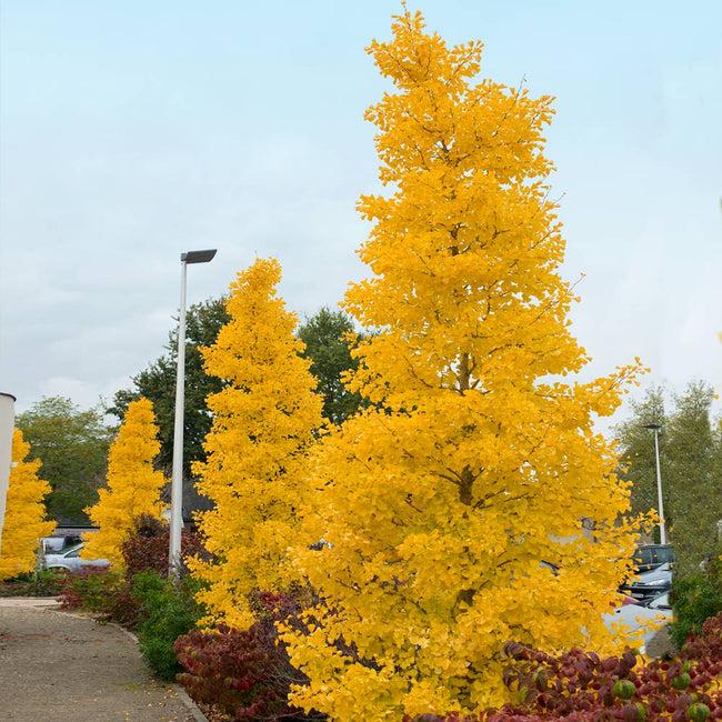 Ginkgo Biloba Gold Spire Single Stem - View 18 from www redcrocus com