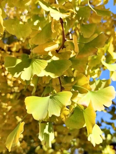 Ginkgo Biloba Gold Spire Single Stem - View 19 from www redcrocus com