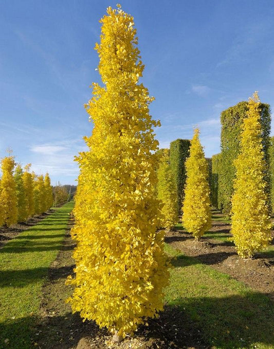 Ginkgo Biloba Gold Spire Single Stem - View 1 from www redcrocus com