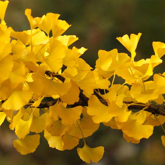 Ginkgo Biloba Gold Spire Single Stem - View 20 from www redcrocus com