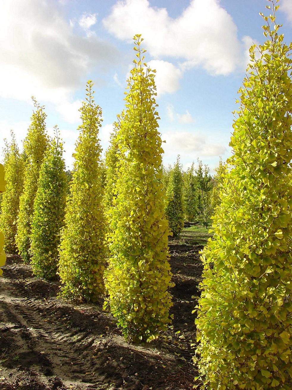 Ginkgo Biloba Gold Spire Single Stem - View 2 from www redcrocus com
