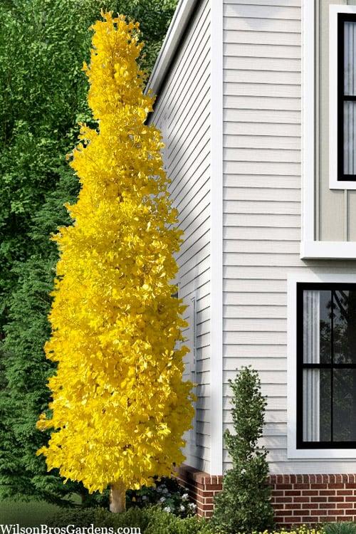 Ginkgo Biloba Gold Spire Single Stem - View 3 from www redcrocus com
